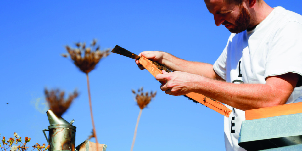 We love bees - inspection of the frames