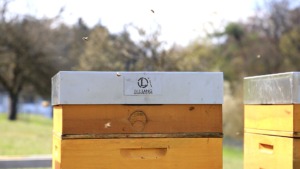 Wir lieben Bienen! - Unsere neuen Mitarbeiterinnen in unser eigenen Bienenbeute