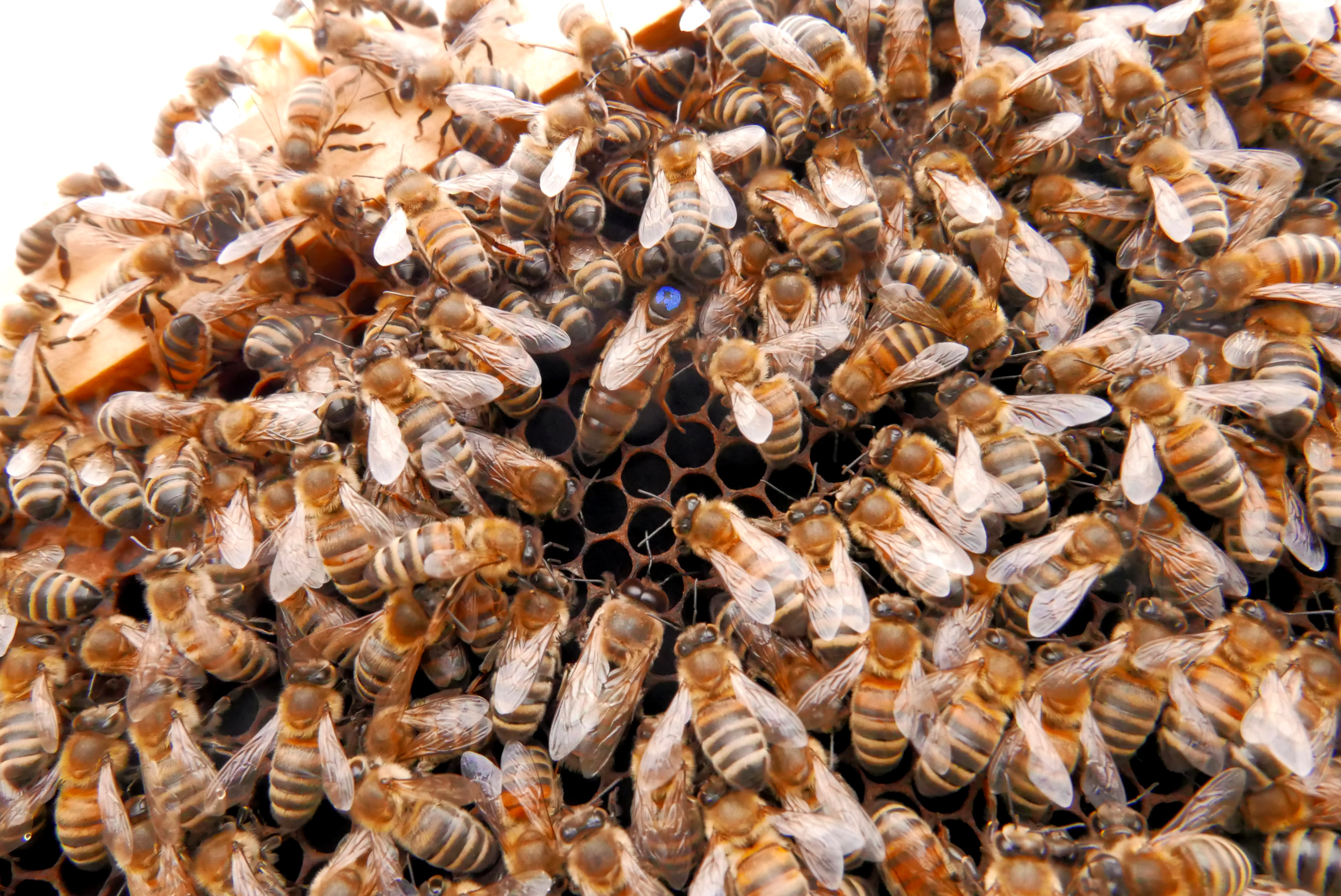 Buzzer-time! The queen bee in the middle with the blue dot