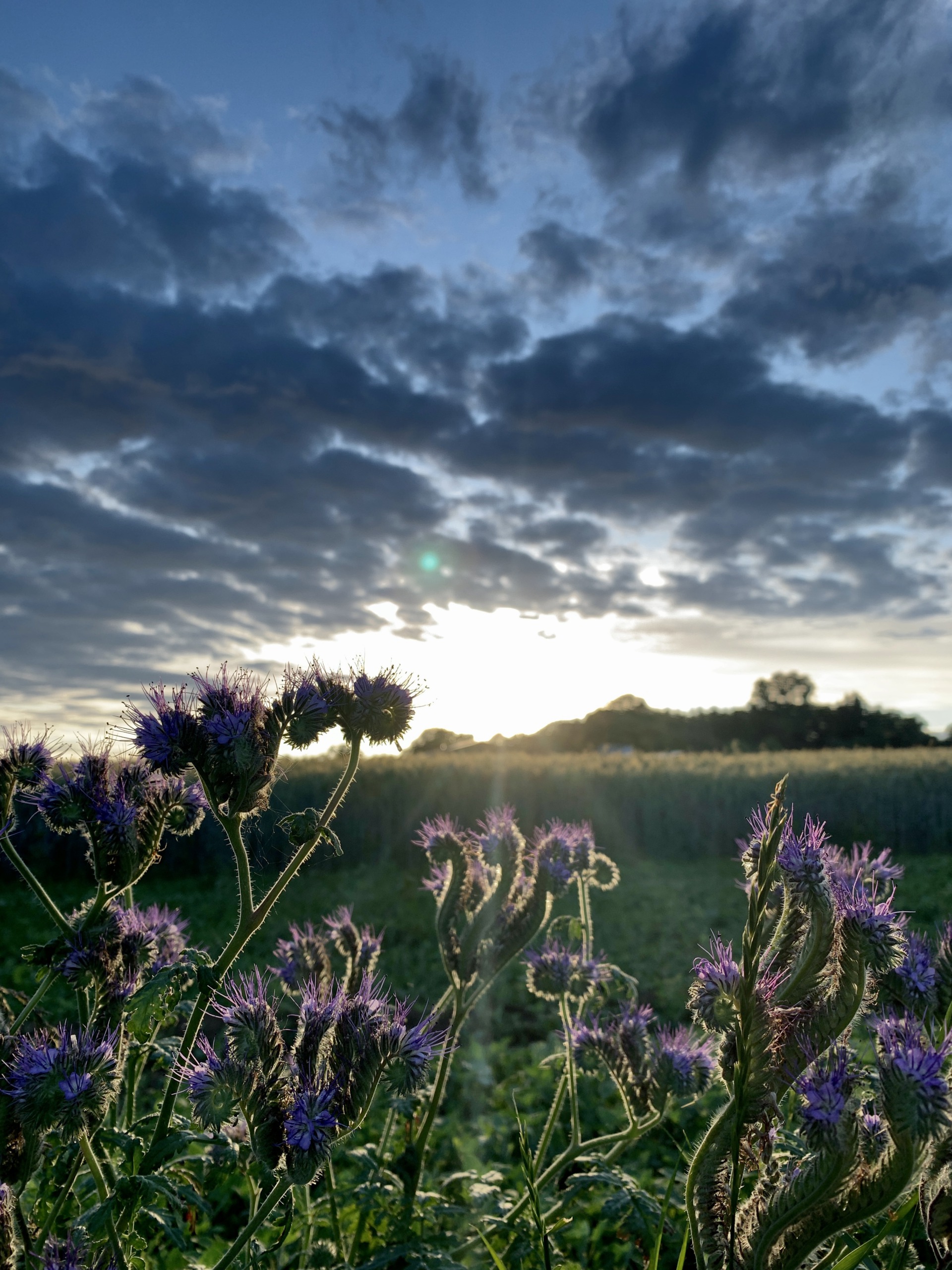 The phacelia - the bee friend in the evening light