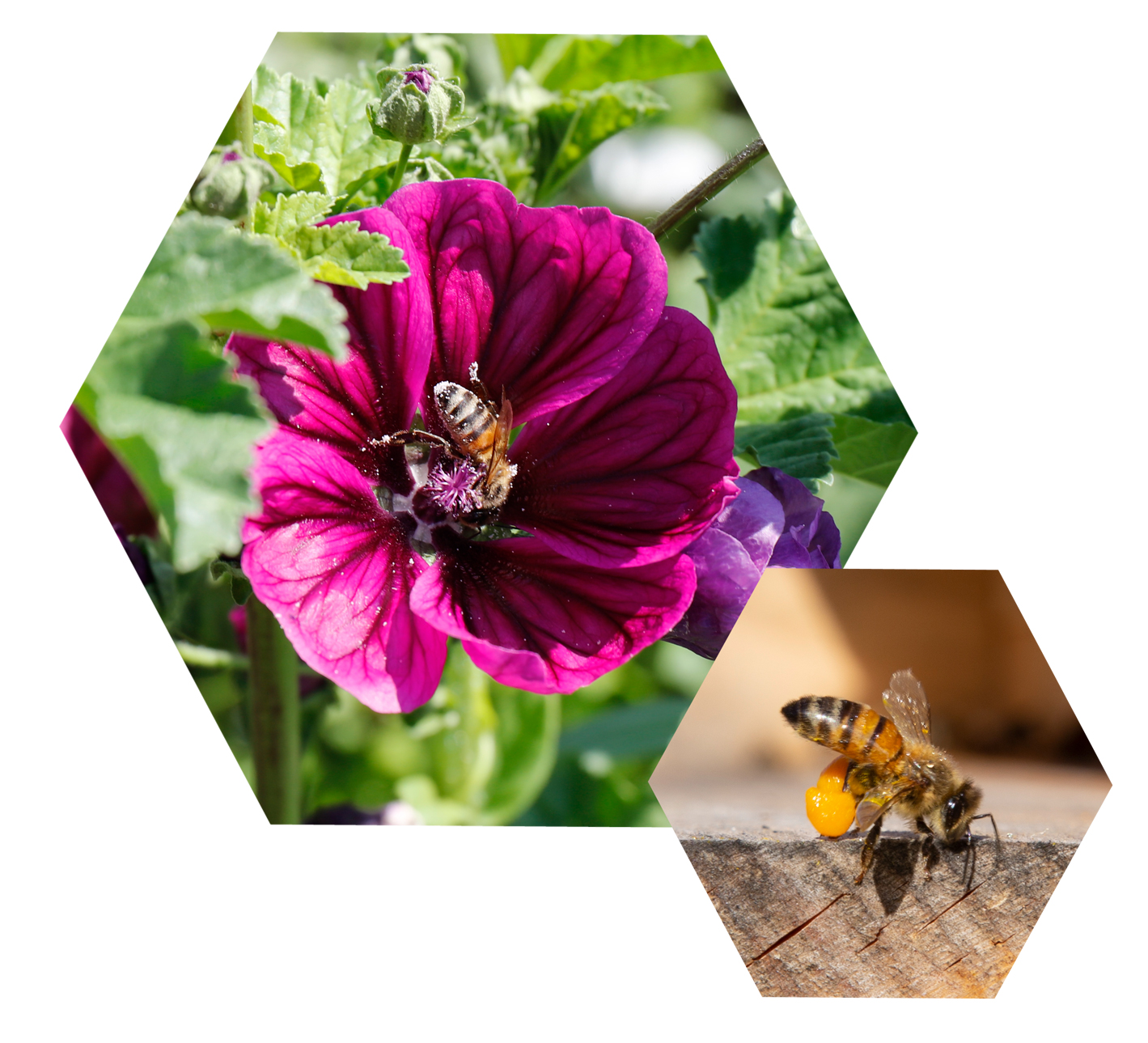 Little Honeybees - Fat Prey! Wild mallow and a bee with pollen