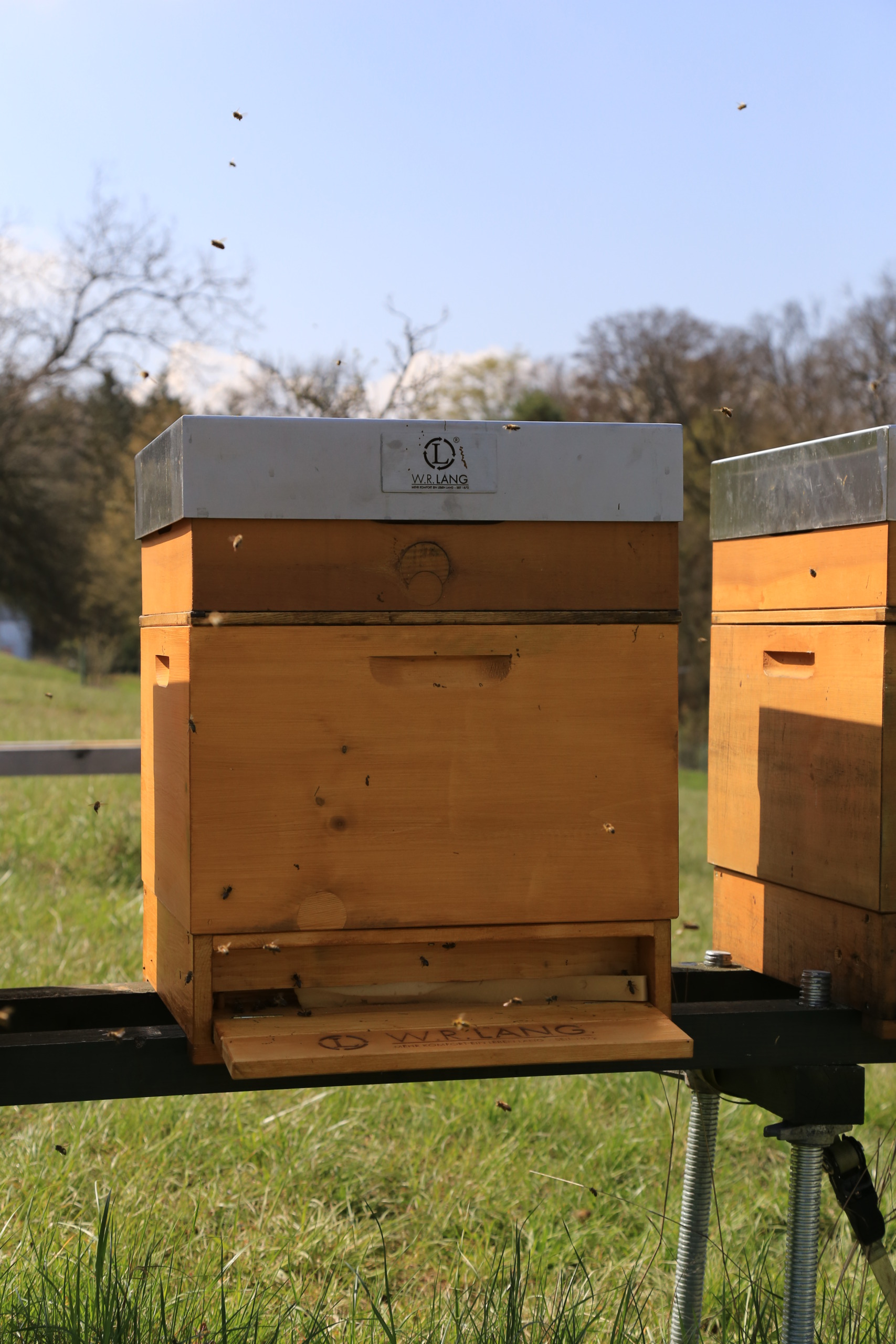 Unsere Bienen -nachhaltiger bei Kunden- und Partnergeschenken