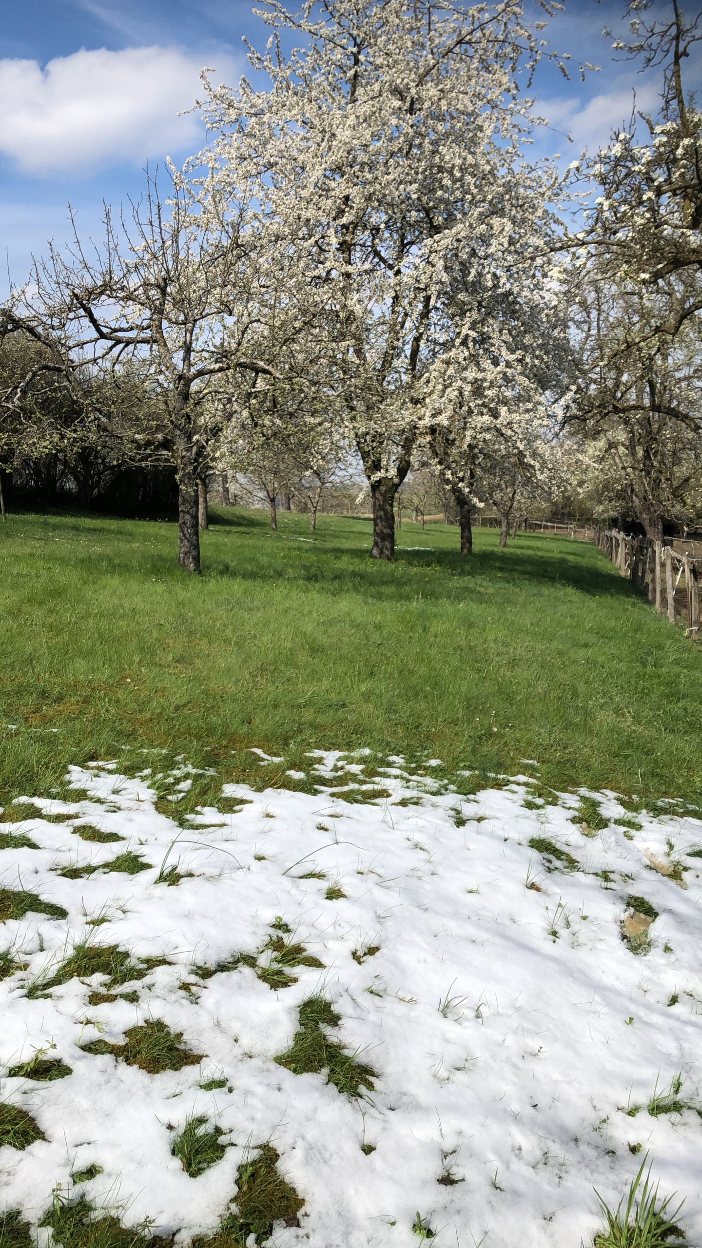 the second year - cherry blossoms in the snow