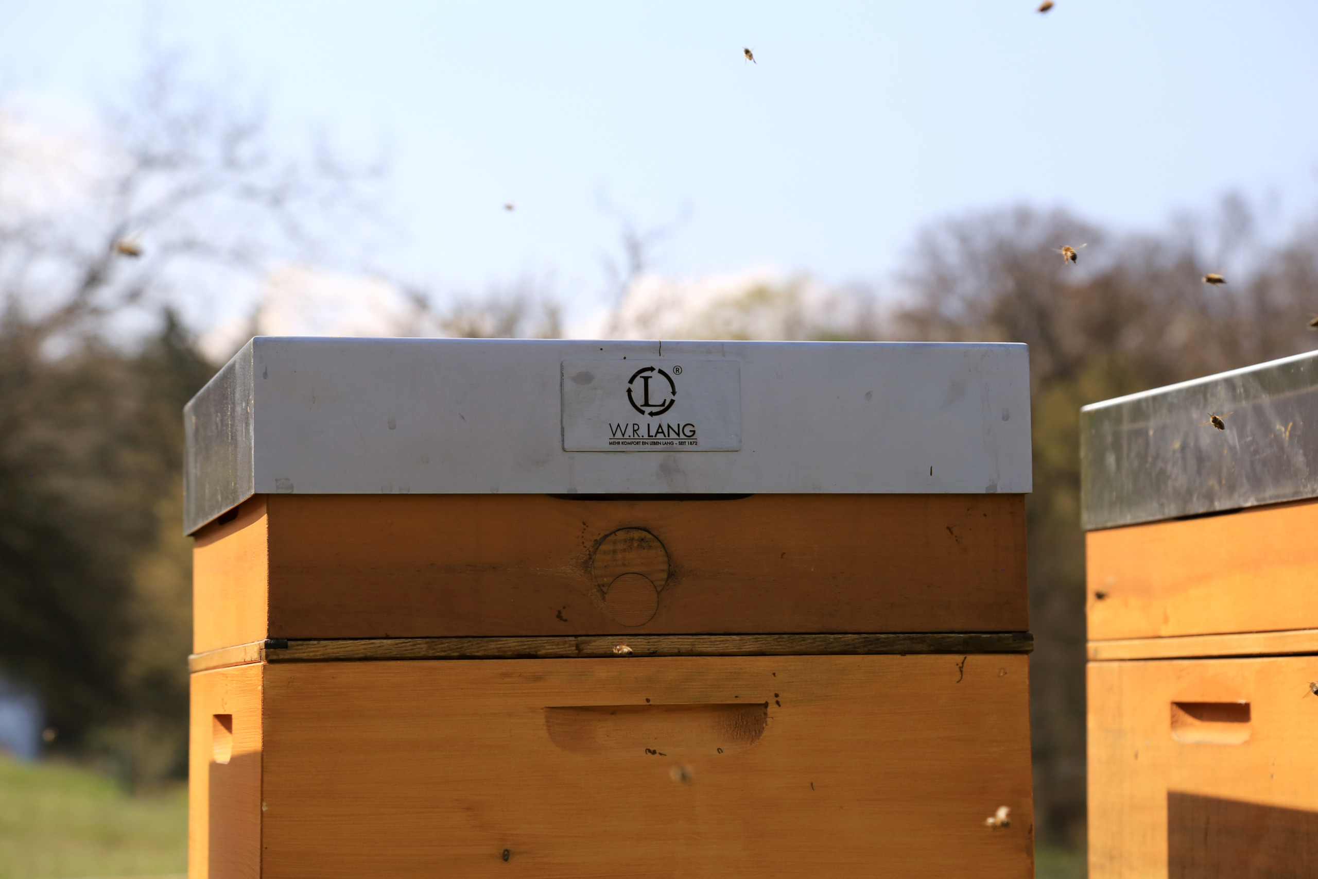 year begins - our bees hive